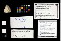 Foto (Objekt + Etikett) von Nodoprosopon ornatum (Meyer, 1842)  (NHMW-GEO-1990-0041-2967)